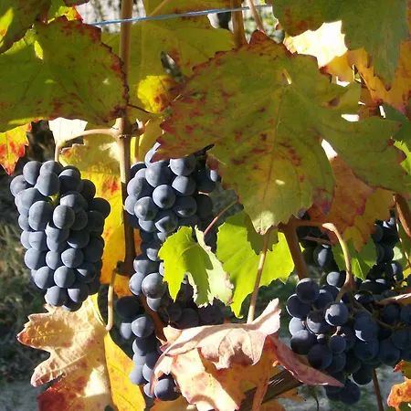 Il Grillo Parlante
