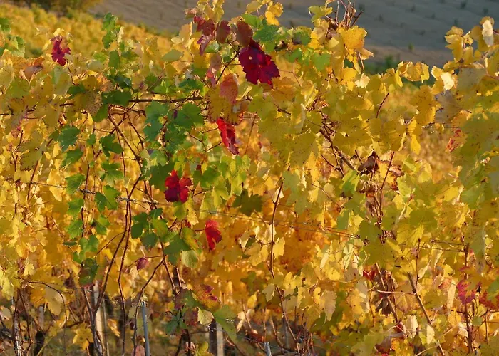 Venkovský dům Il Grillo Parlante Monforte dʼAlba