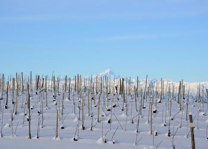 Il Grillo Parlante Monforte dʼAlba