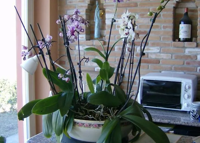 Il Grillo Parlante * Monforte dʼAlba