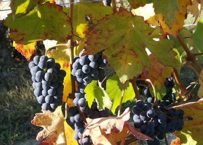 Il Grillo Parlante